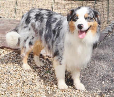Australian Shepherd Deckrüde, ASCA, blue merle, frei von Gendefekten