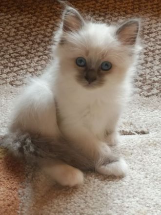 Zauberhafte Heilige Birma Kitten mit Stammbaum suchen liebevolles Zuhause!