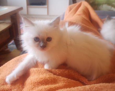 Zauberhafte Heilige Birma Kitten mit Stammbaum suchen liebevolles Zuhause!