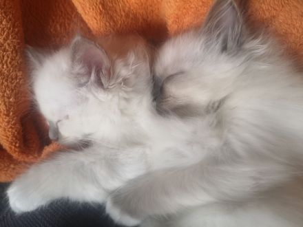 Zauberhafte Heilige Birma Kitten mit Stammbaum suchen liebevolles Zuhause!