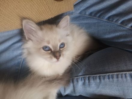 Zauberhafte Heilige Birma Kitten mit Stammbaum suchen liebevolles Zuhause!