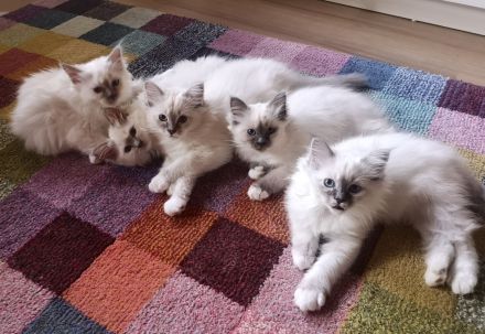 Zauberhafte Heilige Birma Kitten mit Stammbaum suchen liebevolles Zuhause!