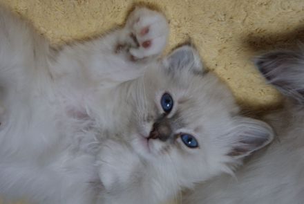 Zauberhafte Heilige Birma Kitten mit Stammbaum suchen liebevolles Zuhause!