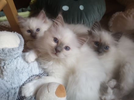 Zauberhafte Heilige Birma Kitten mit Stammbaum suchen liebevolles Zuhause!