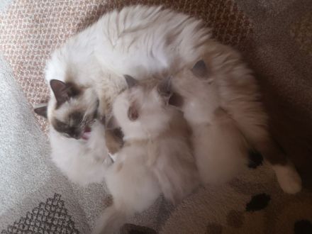 Zauberhafte Heilige Birma Kitten mit Stammbaum suchen liebevolles Zuhause!