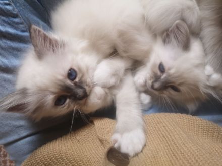 Zauberhafte Heilige Birma Kitten mit Stammbaum suchen liebevolles Zuhause!