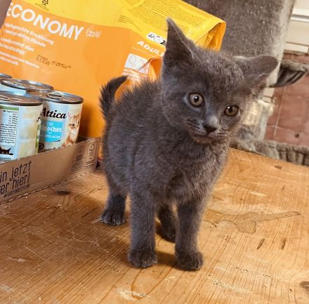 BKH-Mix Kätzchen Kitten