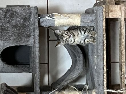 BKH-Mix Kätzchen Kitten