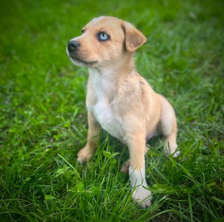 Schöne Welpen Grün Blaue Augen !