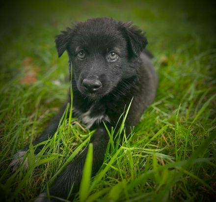Schöne Welpen Grün Blaue Augen !