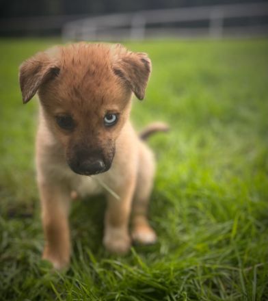 Schöne Welpen Grün Blaue Augen !