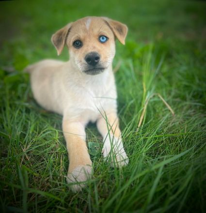 Schöne Welpen Grün Blaue Augen !