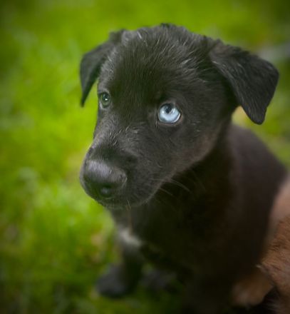 Schöne Welpen Grün Blaue Augen !