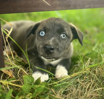 Schöne Welpen Grün Blaue Augen !