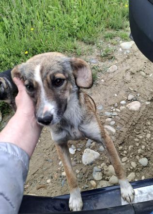 Dale wünscht sich eine eigene Familie