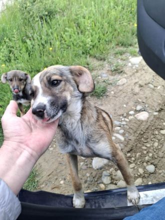 Dale wünscht sich eine eigene Familie