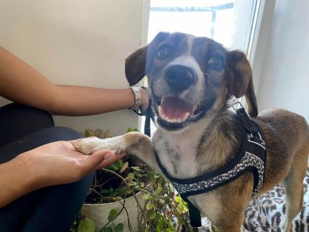 Dale wünscht sich eine eigene Familie