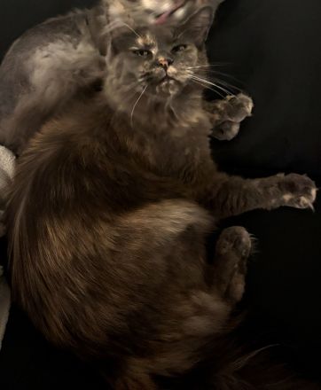 Maincoon Dame 2 Jahre noch nicht kastriert
