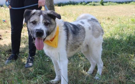 Süße Ringelrute Belmondo sucht sein Zuhause