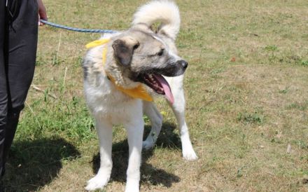 Süße Ringelrute Belmondo sucht sein Zuhause