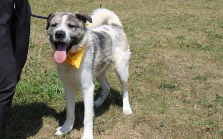 Süße Ringelrute Belmondo sucht sein Zuhause