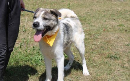 Süße Ringelrute Belmondo sucht sein Zuhause