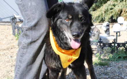 Mission possible: Black Cheeryno sucht ein Zuhause