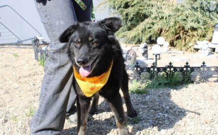 Mission possible: Black Cheeryno sucht ein Zuhause