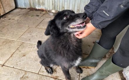 Mission possible: Black Cheeryno sucht ein Zuhause