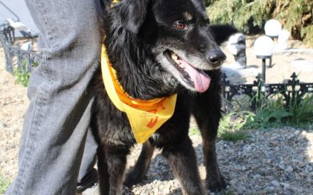 Mission possible: Black Cheeryno sucht ein Zuhause