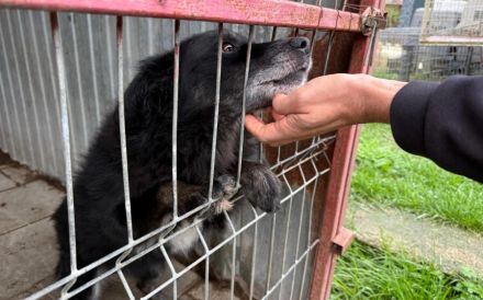 Mission possible: Black Cheeryno sucht ein Zuhause