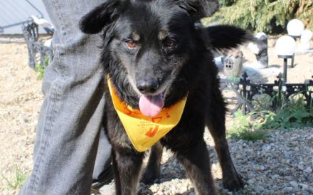 Mission possible: Black Cheeryno sucht ein Zuhause