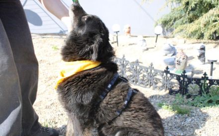 Mission possible: Black Cheeryno sucht ein Zuhause