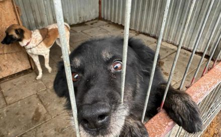 Mission possible: Black Cheeryno sucht ein Zuhause