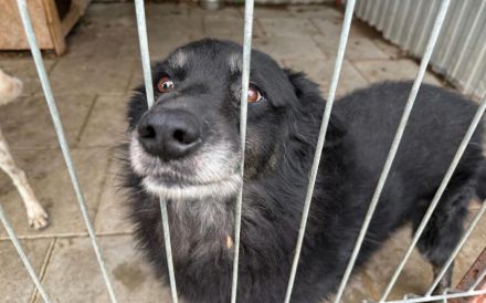 Mission possible: Black Cheeryno sucht ein Zuhause