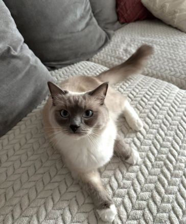 Ragdoll Katze