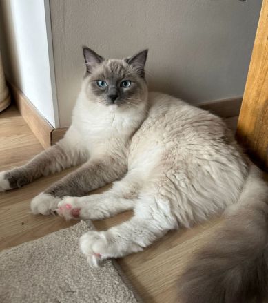 Ragdoll Katze