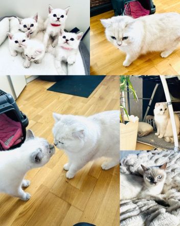 Britisch Kurzhaar 1Kater noch da.  / BKH