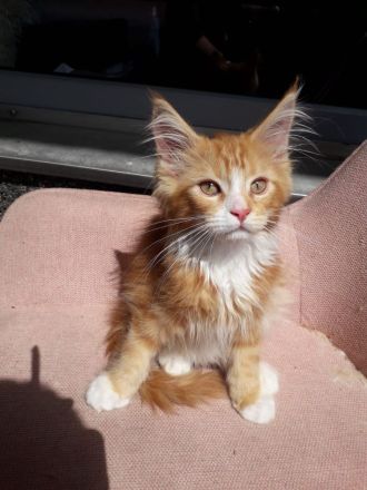 6 Maine coon kitten