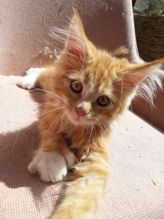6 Maine coon kitten