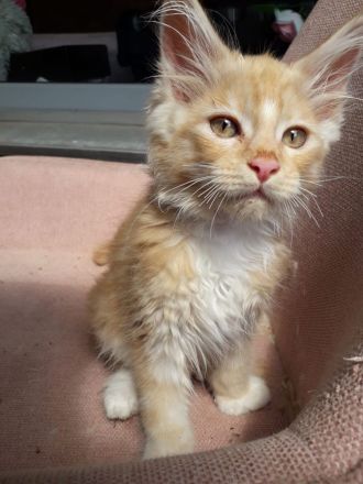 6 Maine coon kitten