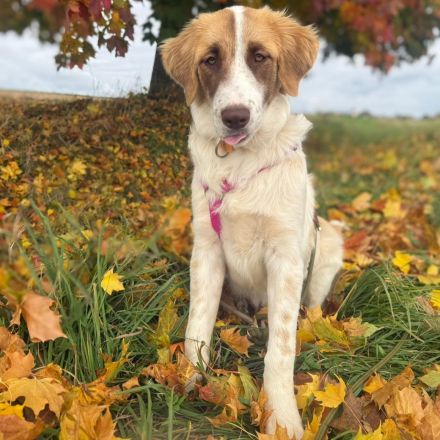 Welpe Liva / weiblich / in einer Pflegestelle 67435 Neustadt an der Weinstraße / Rheinland-Pfalz