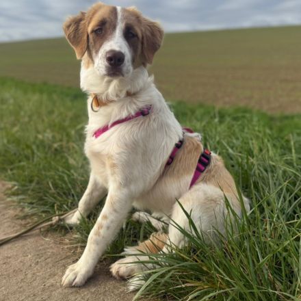 Welpe Liva / weiblich / in einer Pflegestelle 67435 Neustadt an der Weinstraße / Rheinland-Pfalz