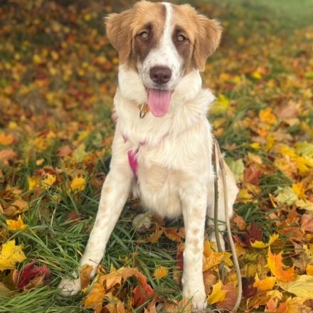 Welpe Liva / weiblich / in einer Pflegestelle 67435 Neustadt an der Weinstraße / Rheinland-Pfalz