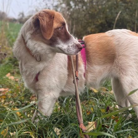 Welpe Liva / weiblich / in einer Pflegestelle 67435 Neustadt an der Weinstraße / Rheinland-Pfalz