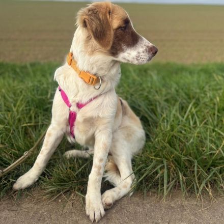 Welpe Liva / weiblich / in einer Pflegestelle 67435 Neustadt an der Weinstraße / Rheinland-Pfalz