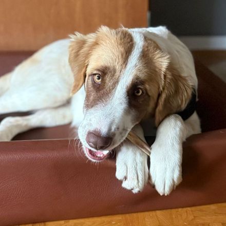 Welpe Liva / weiblich / in einer Pflegestelle 67435 Neustadt an der Weinstraße / Rheinland-Pfalz