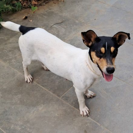 Junghündin Zozo / derzeit noch in Griechenland