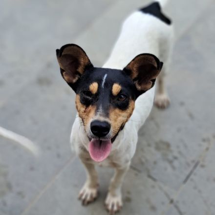 Junghündin Zozo / derzeit noch in Griechenland