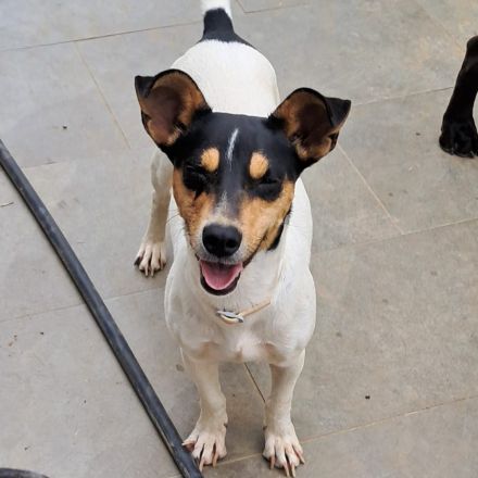 Junghündin Zozo / derzeit noch in Griechenland